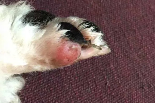 犬猫脓肿的临床症状，初期局部出现无明显界限肿胀