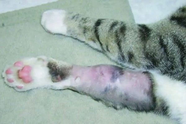 犬猫脓肿的临床症状，初期局部出现无明显界限肿胀