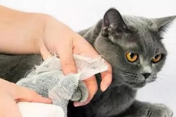 犬猫脓肿的临床症状，初期局部出现无明显界限肿胀