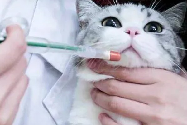 犬猫脓肿的临床症状，初期局部出现无明显界限肿胀