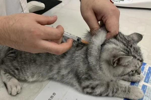 犬猫脓肿的临床症状，初期局部出现无明显界限肿胀