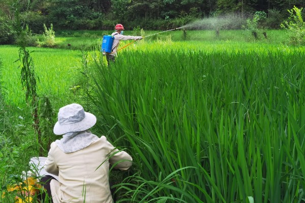 杀虫环的防治对象,主要用于防治水稻害虫