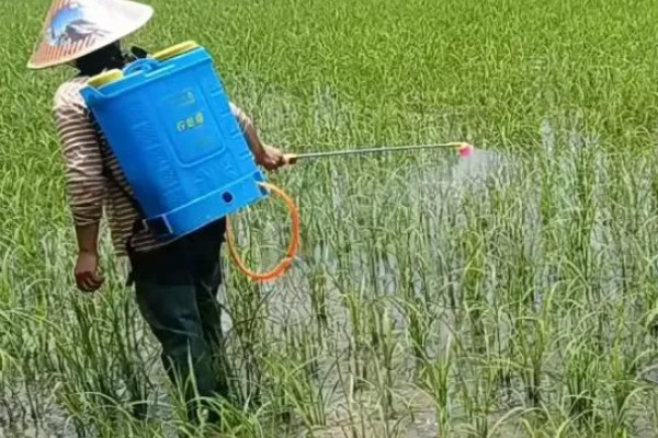 杀虫环的防治对象,主要用于防治水稻害虫