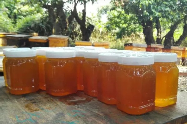 荔枝蜜是哪种蜜,是采集荔枝花蜜酿制而成的