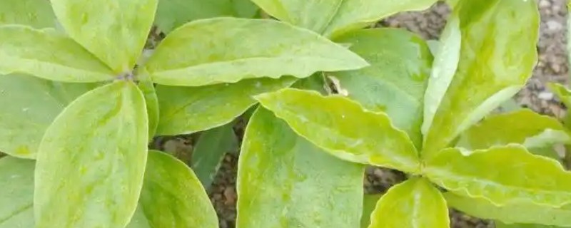 太子参有哪些种植要点,通常在11月上旬栽植