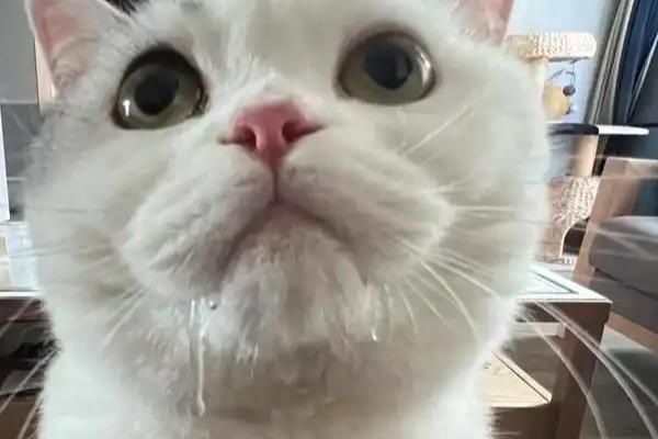 猫咪为什么患上多涎症,应激、食物中毒等因素都会引起