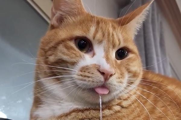 猫咪为什么患上多涎症,应激、食物中毒等因素都会引起