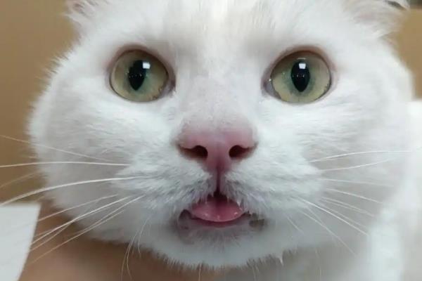 猫咪为什么患上多涎症,应激、食物中毒等因素都会引起