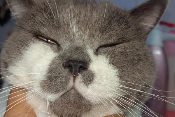 猫咪为什么患上多涎症,应激、食物中毒等因素都会引起