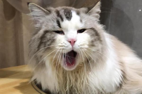 猫咪为什么患上多涎症,应激、食物中毒等因素都会引起