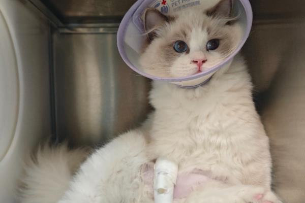 猫咪为什么患上多涎症,应激、食物中毒等因素都会引起