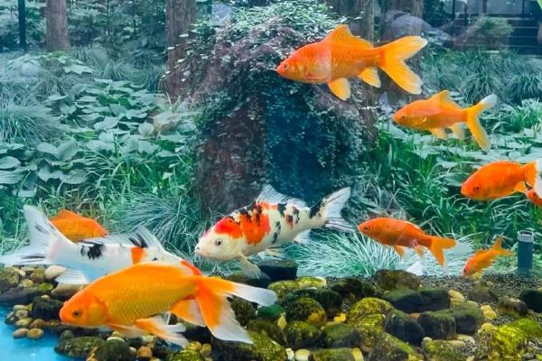 金鱼适合与什么鱼混养，可选择孔雀鱼、灯鱼、月光鱼等品种
