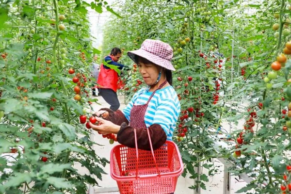 圣女果怎么施肥,移栽前施足底肥