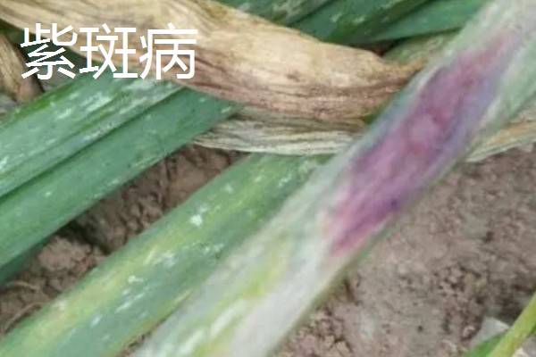 秋季大葱病虫如何防治，不同病害的防治方法不同