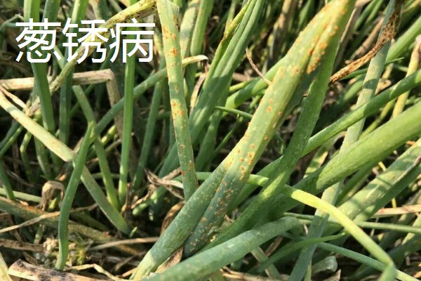 秋季大葱病虫如何防治，不同病害的防治方法不同