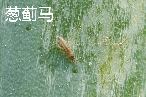 秋季大葱病虫如何防治，不同病害的防治方法不同