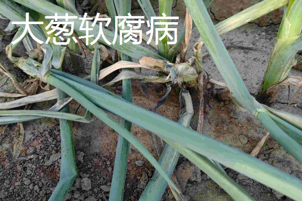 秋季大葱病虫如何防治，不同病害的防治方法不同