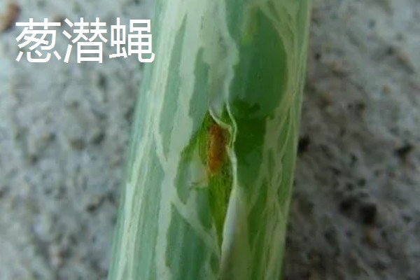 秋季大葱病虫如何防治，不同病害的防治方法不同