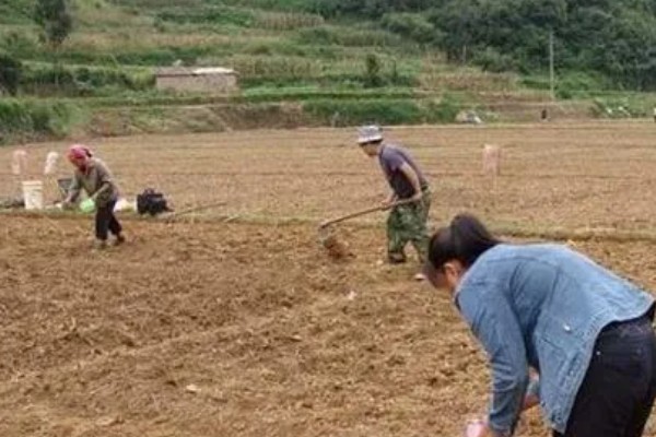 为什么合欢树叫榕树，是由于两者看上去十分相似