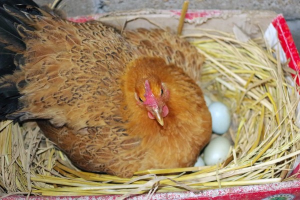 母鸡的抱窝时间，一般在3-4月份抱窝