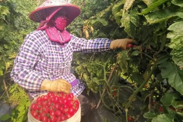 圣女果怎么施肥,移栽前施足底肥