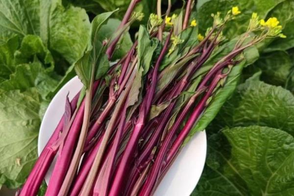 小雪节气可以种哪些蔬菜,可以种红菜苔、芥菜等