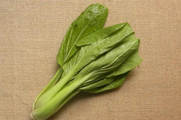 小雪节气可以种哪些蔬菜,可以种红菜苔、芥菜等