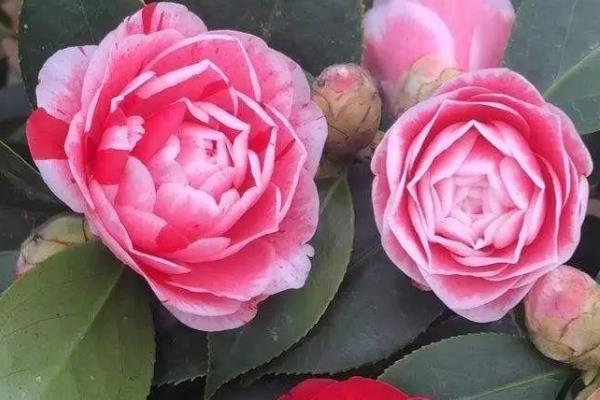 哪些植物可水培又可土培,有茶花、吊兰等