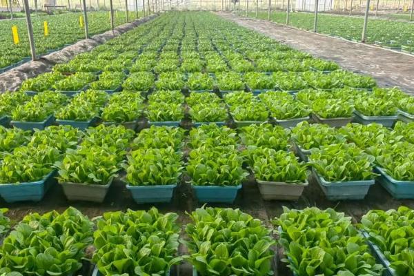 小雪节气可以种哪些蔬菜,可以种红菜苔、芥菜等