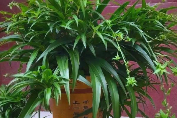 哪些植物可水培又可土培,有茶花、吊兰等