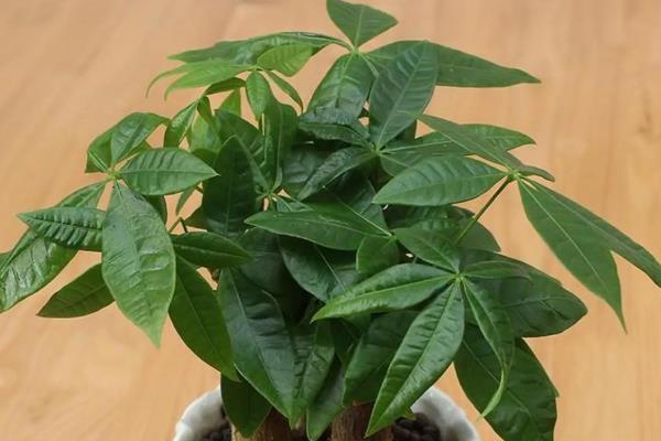 哪些植物可水培又可土培,有茶花、吊兰等