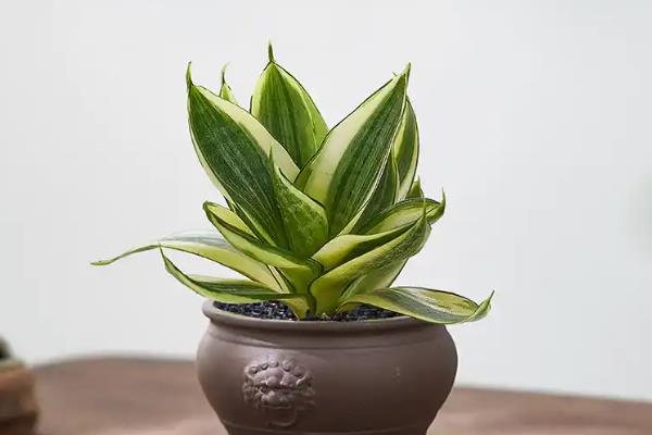 哪些植物可水培又可土培,有茶花、吊兰等