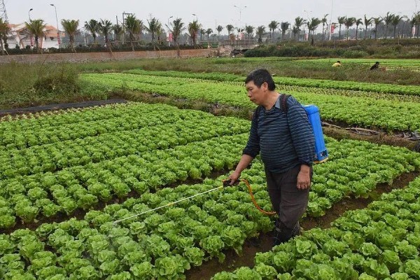 大白菜包心期的管理方法，每隔10-15天施1次