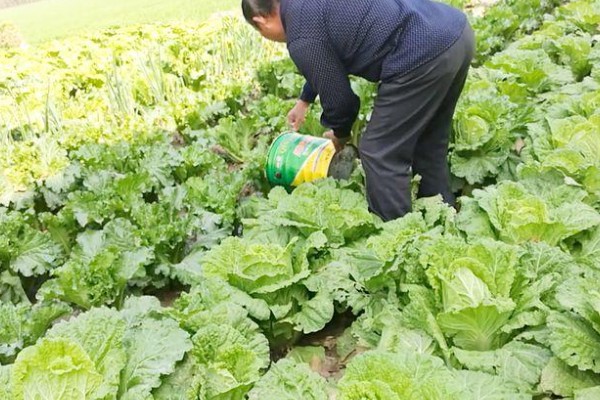 大白菜包心期的管理方法，每隔10-15天施1次