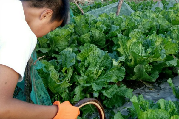 大白菜包心期的管理方法，每隔10-15天施1次