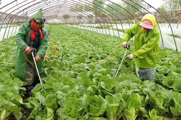 大白菜包心期的管理方法，每隔10-15天施1次