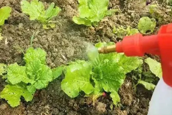 大白菜包心期的管理方法，每隔10-15天施1次