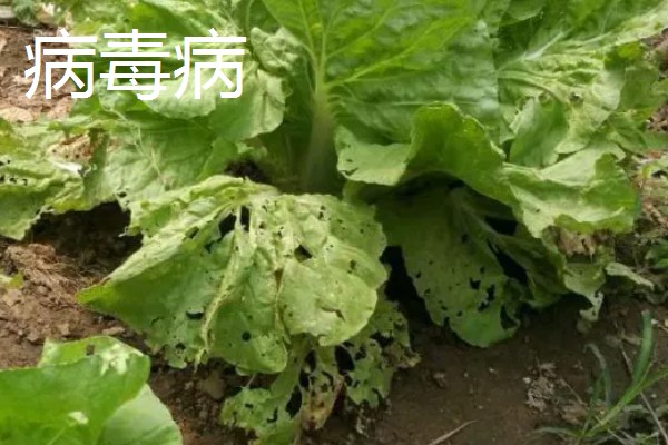 大白菜包心期的管理方法，每隔10-15天施1次