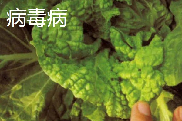大白菜包心期的管理方法，每隔10-15天施1次