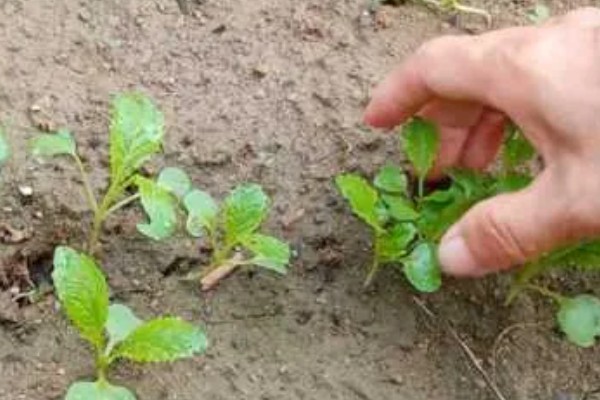 大白菜包心期的管理方法，每隔10-15天施1次