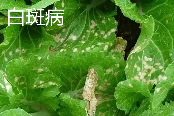 大白菜包心期的管理方法，每隔10-15天施1次