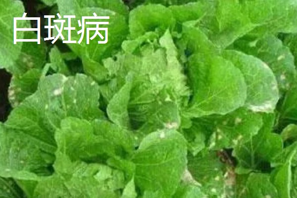 大白菜包心期的管理方法，每隔10-15天施1次