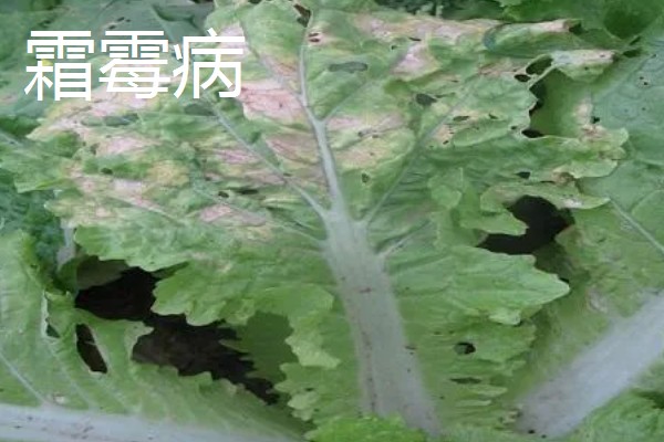 大白菜包心期的管理方法，每隔10-15天施1次
