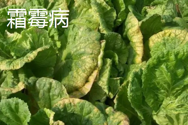 大白菜包心期的管理方法，每隔10-15天施1次