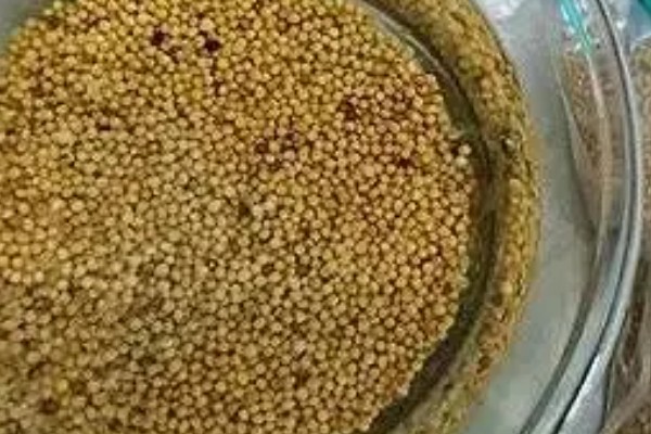 大白菜包心期的管理方法，每隔10-15天施1次