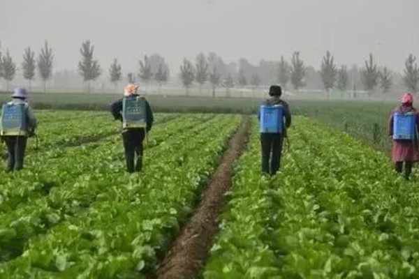 大白菜包心期的管理方法，每隔10-15天施1次