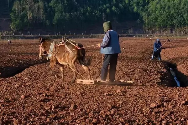 大白菜包心期的管理方法，每隔10-15天施1次