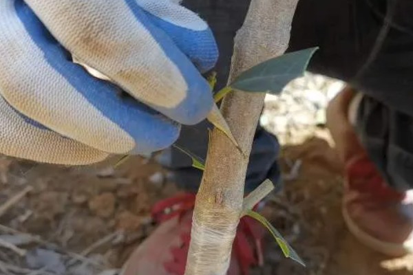 夏季枣树的嫁接时间,在7月上旬到9月下旬进行