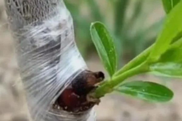 夏季枣树的嫁接时间,在7月上旬到9月下旬进行