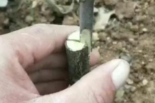 夏季枣树的嫁接时间,在7月上旬到9月下旬进行